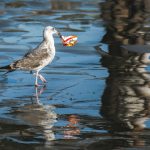 white and gray bird on water during daytime